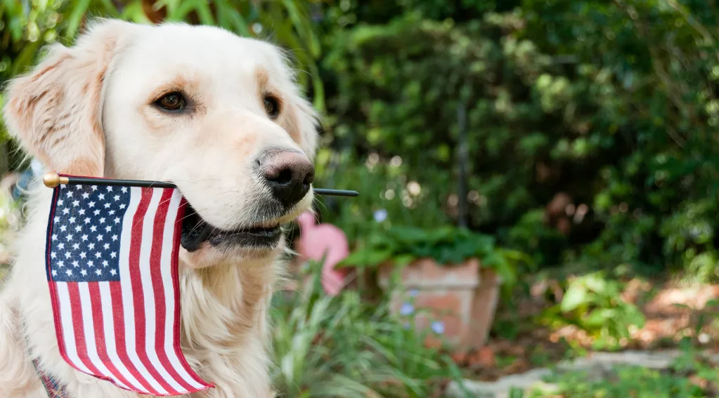 Dog with US Flag