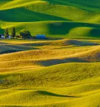 Rolling farm landscape with cultivated crops in the Palouse region of Washington State