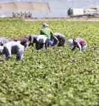 people picking crops