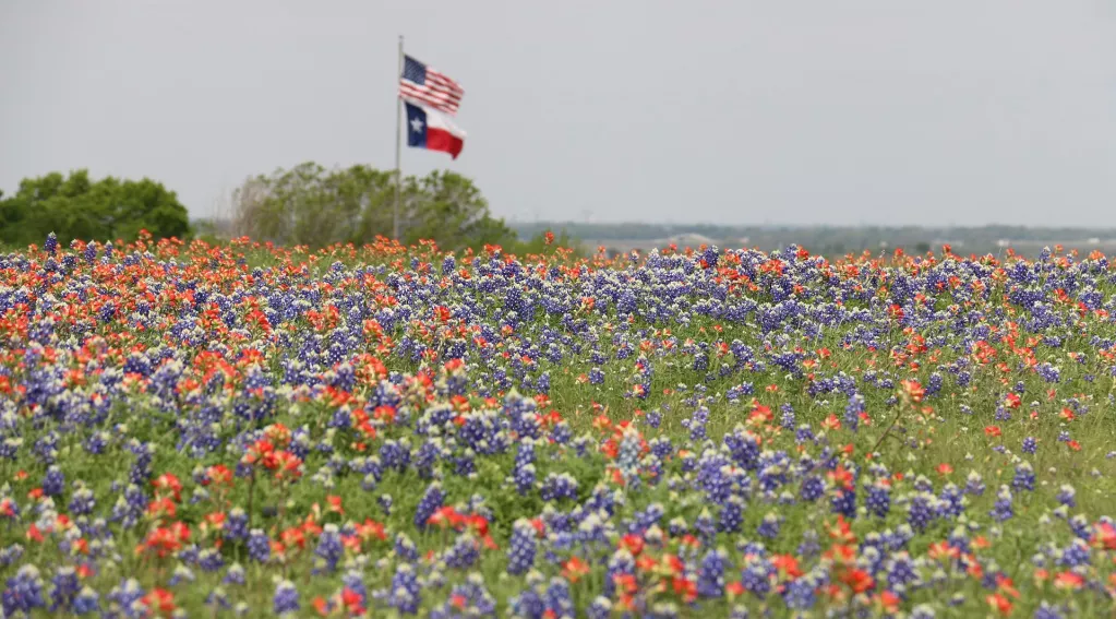 Texas flag field